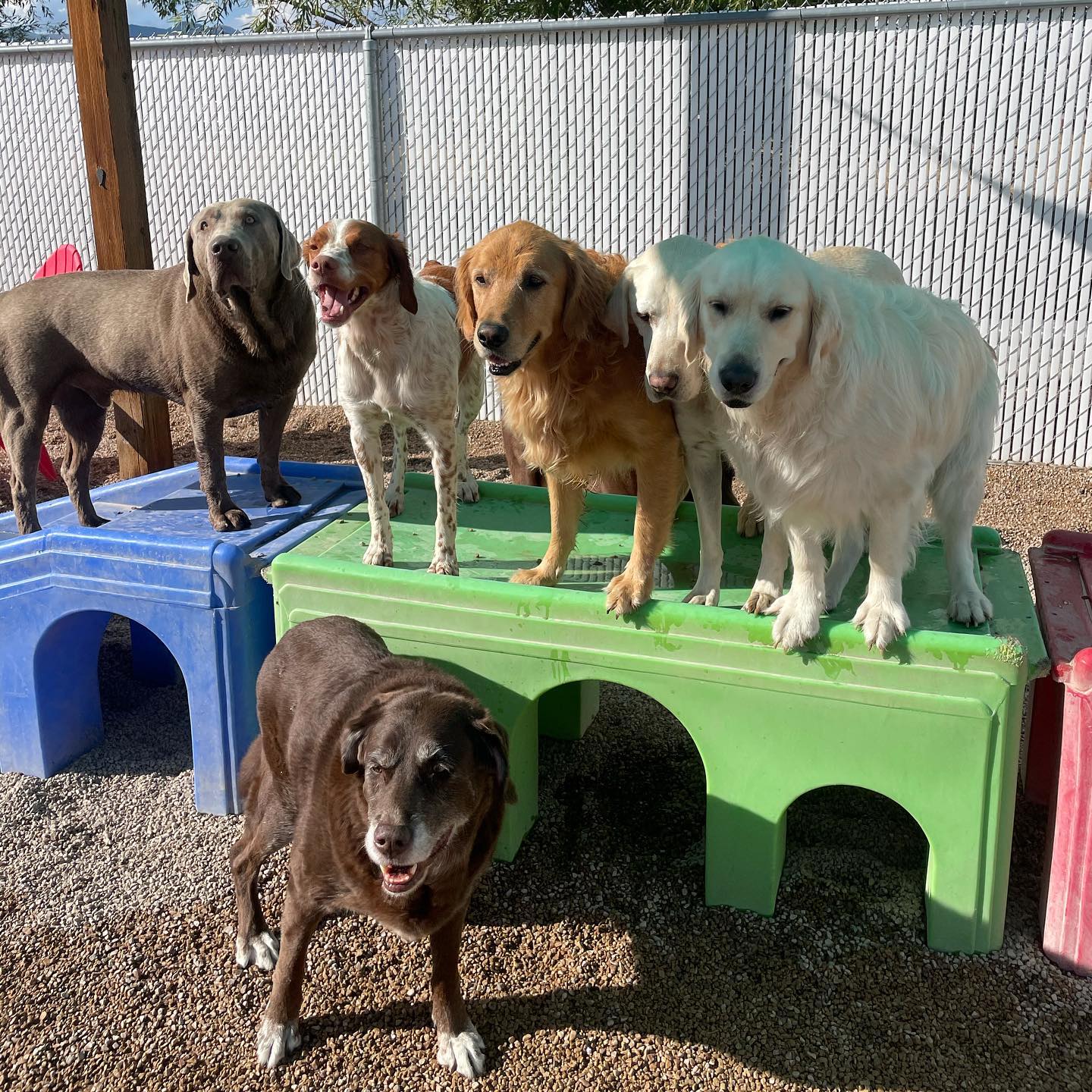 Group of dogs enjoying outdoor play time at Coombs Kennels