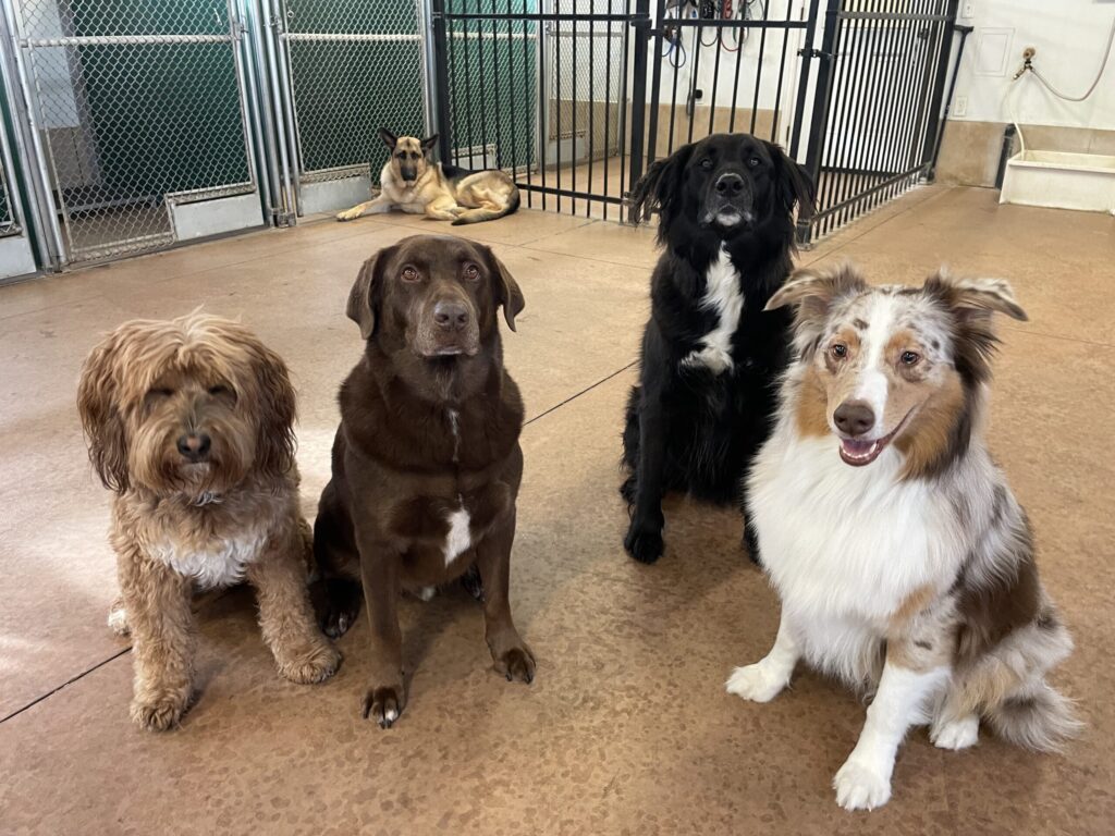 Group of Dogs at Daycare