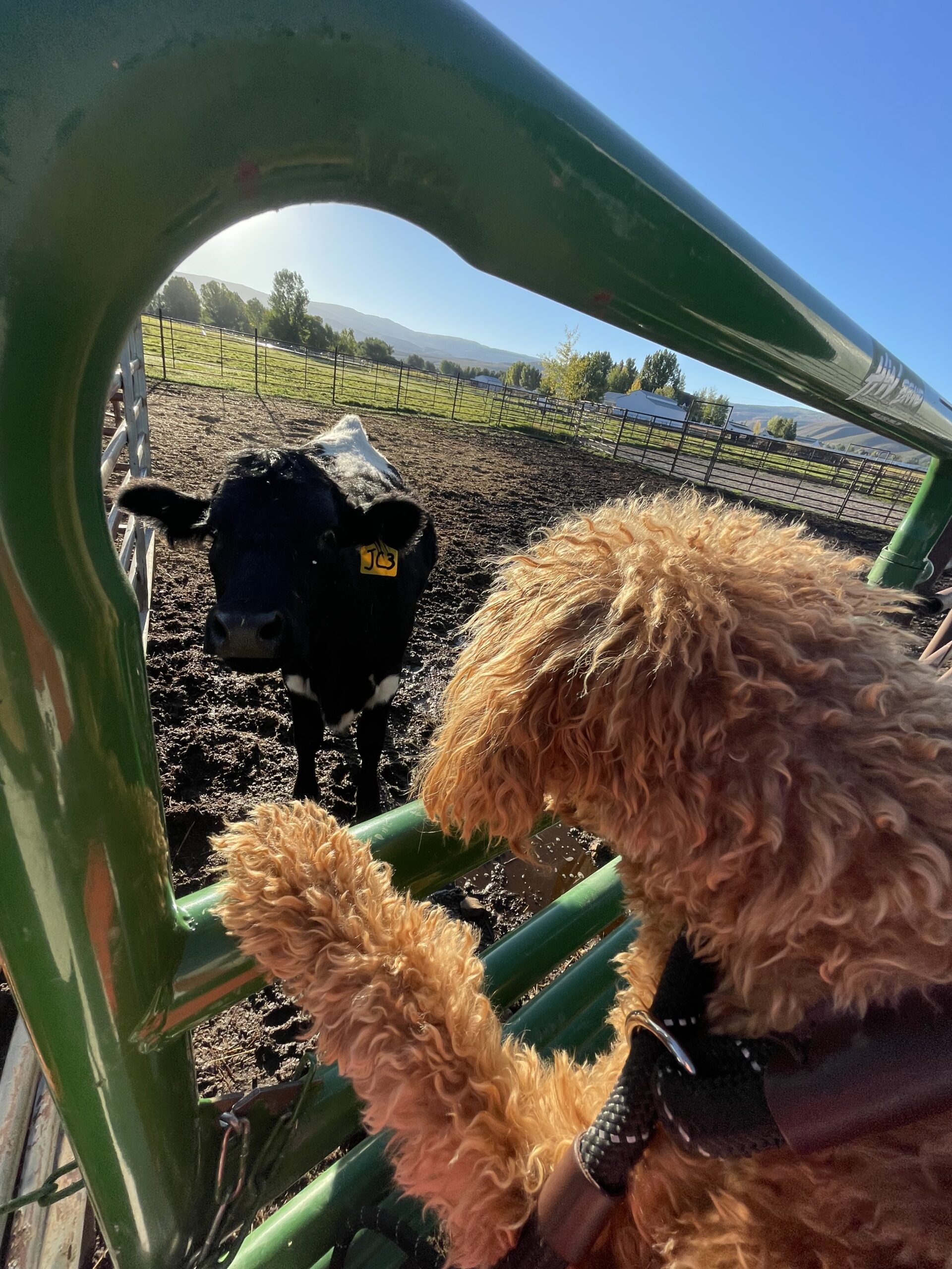 Farm Walk with Dogs