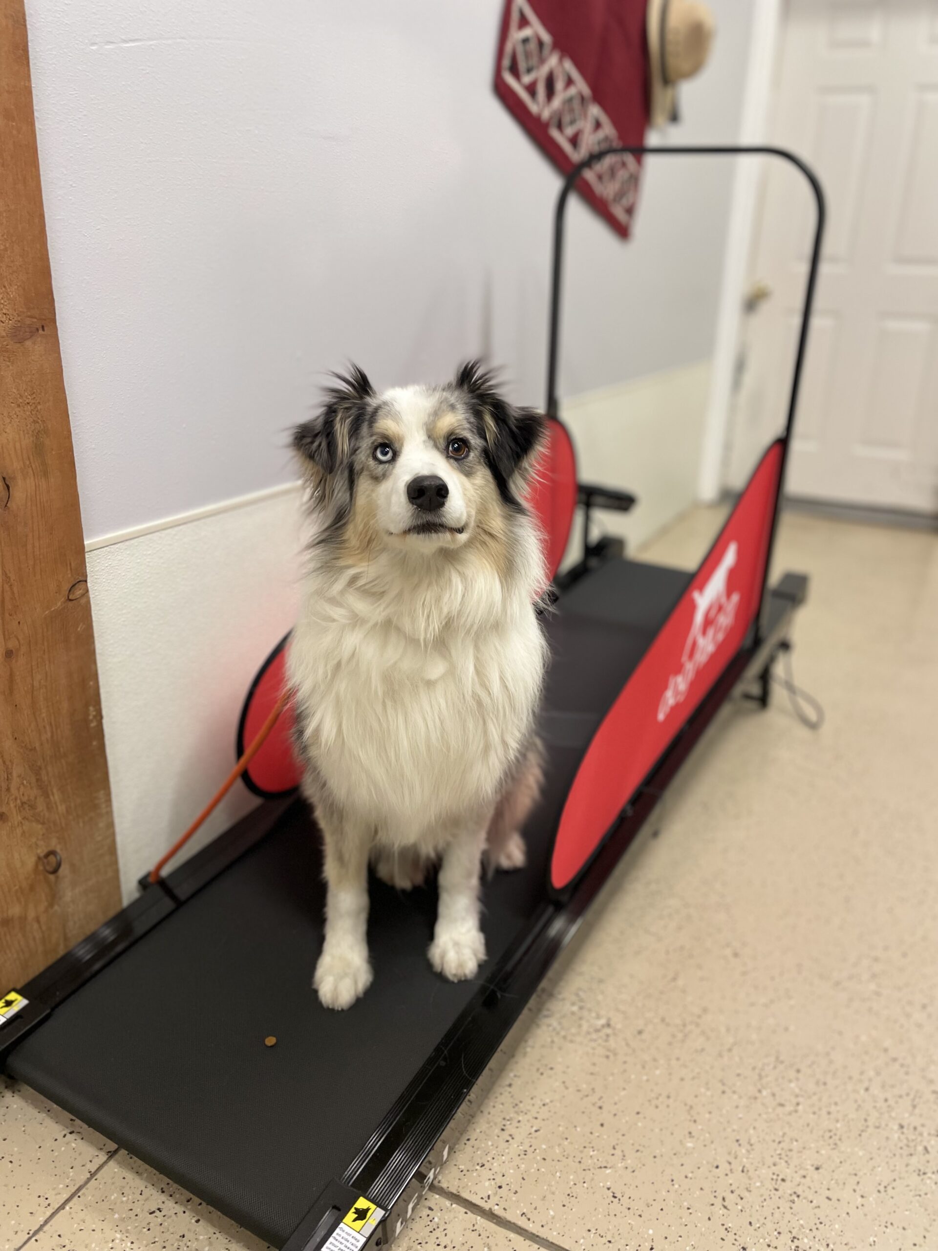 Add on - Doggy Treadmill Walk