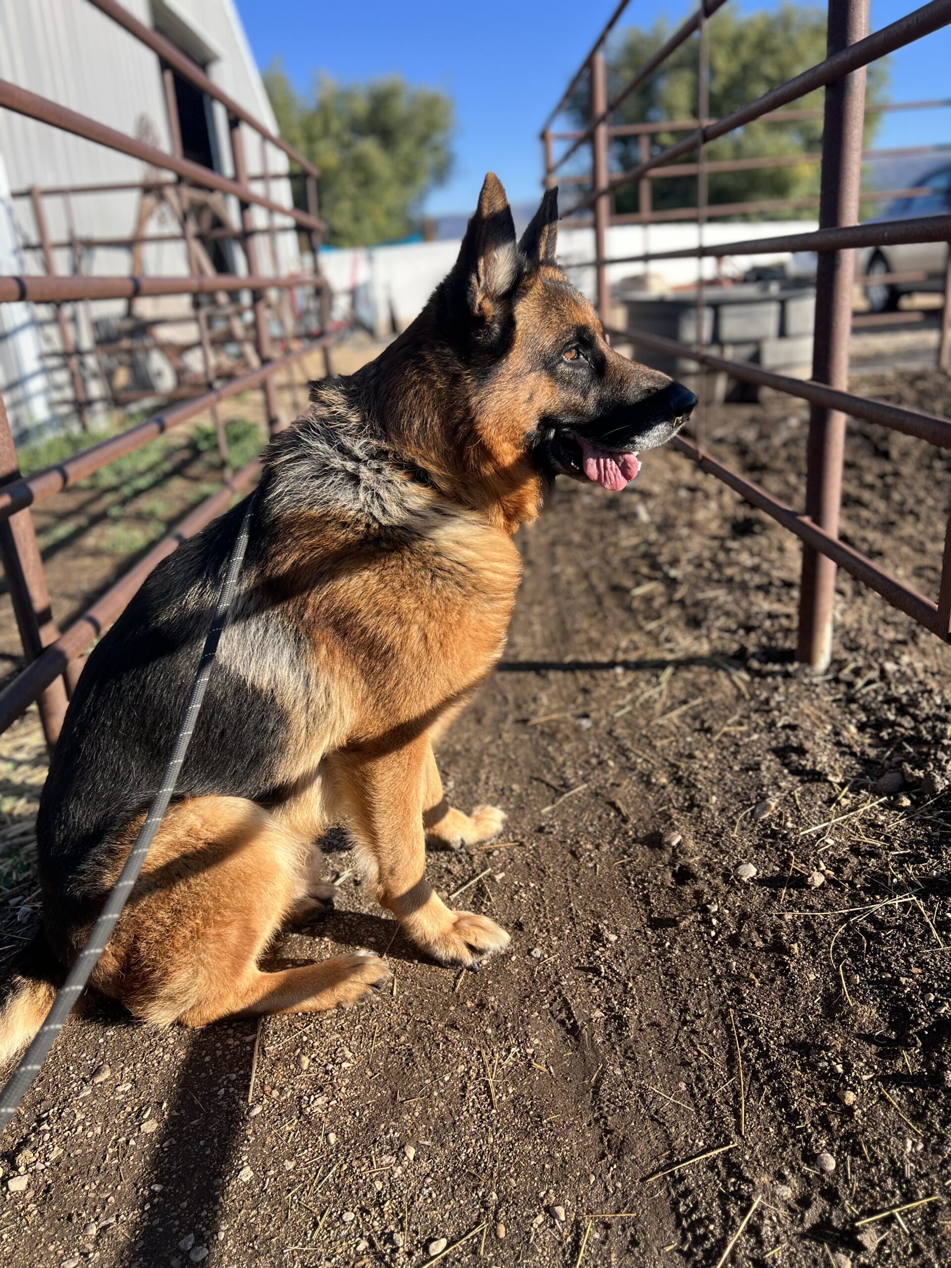 Dog looking out at farm